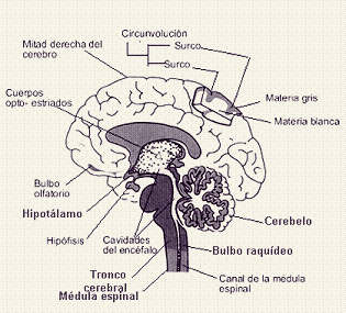 Areas del sistema nervioso central