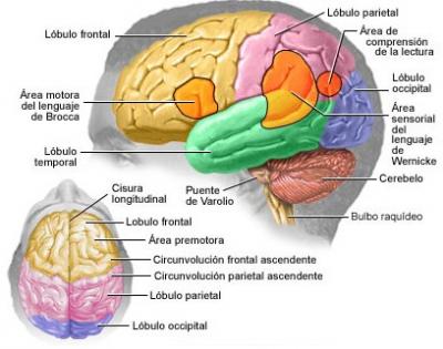 Los hemisferios cerebrales